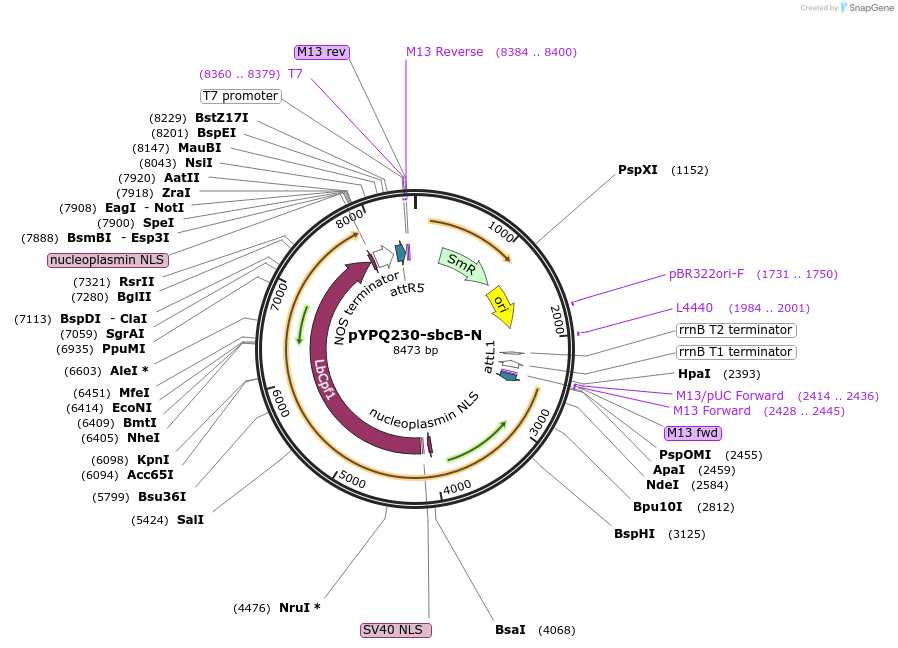 220290-plasmid-map-sequence-id-436164