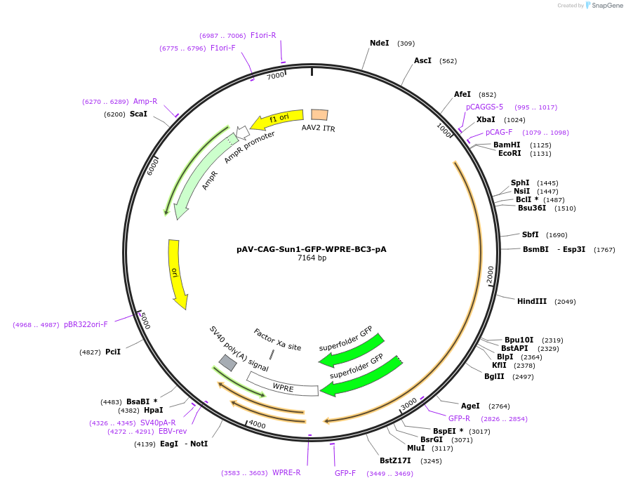 220755-plasmid-map-sequence-id-436182