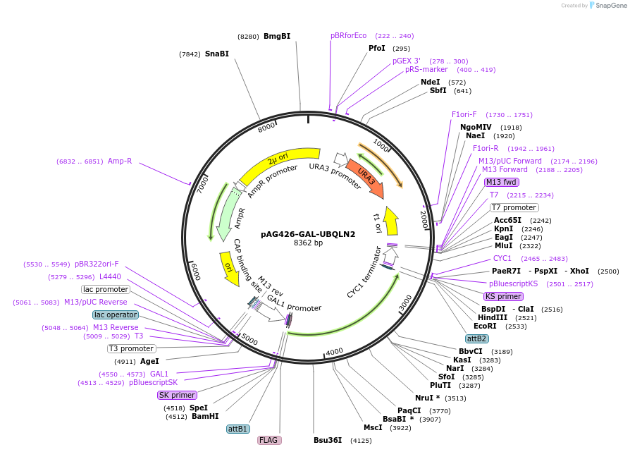 181708-plasmid-map-sequence-id-436183