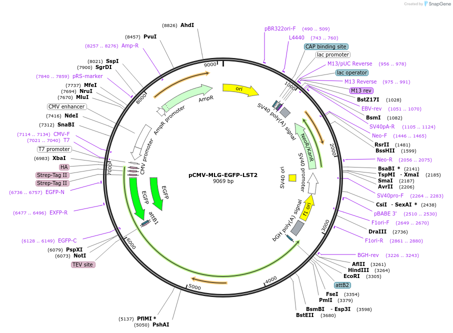 220785-plasmid-map-sequence-id-436190