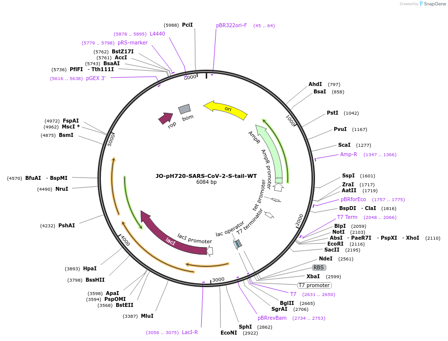 218453-plasmid-map-sequence-id-436193