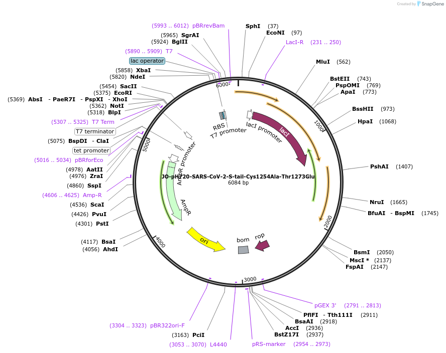 218454-plasmid-map-sequence-id-436194