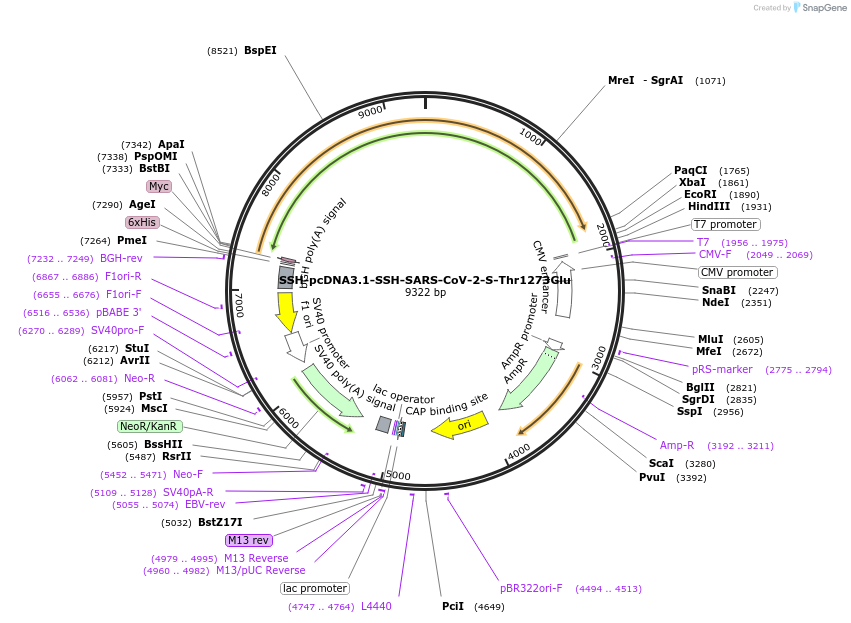 218461-plasmid-map-sequence-id-436196