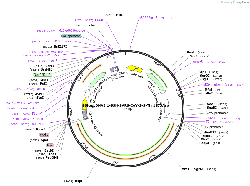 218462-plasmid-map-sequence-id-436197