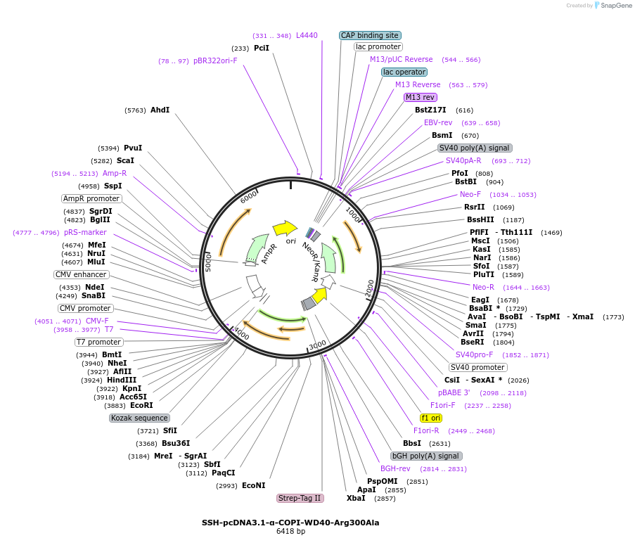 208173-plasmid-map-sequence-id-436198
