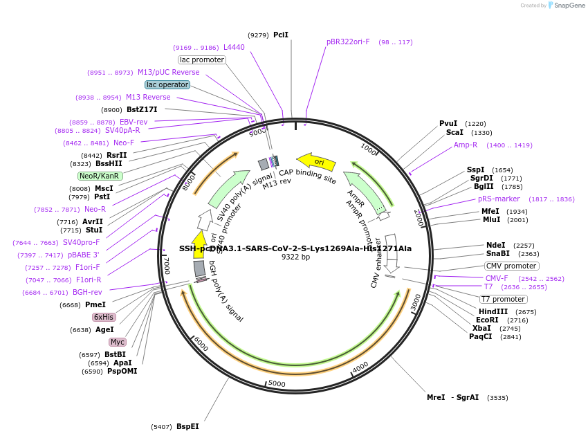 218463-plasmid-map-sequence-id-436199