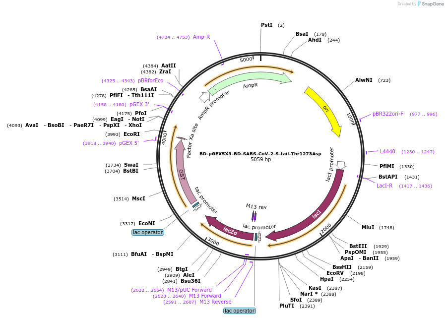 218457-plasmid-map-sequence-id-436203