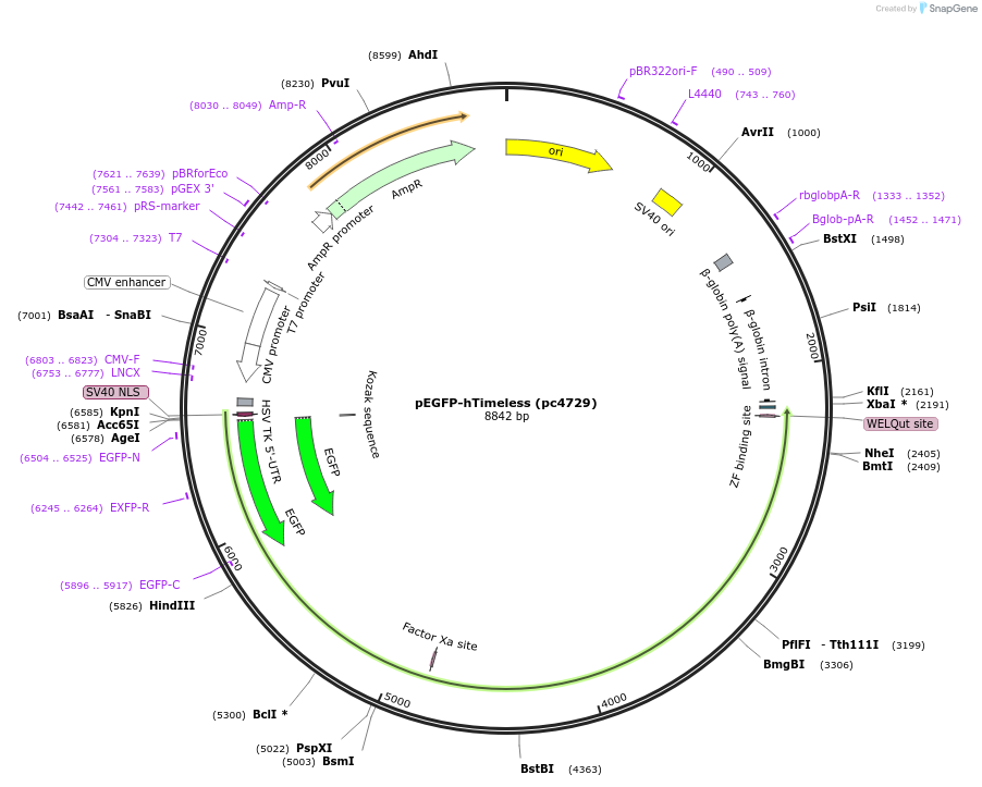 216861-plasmid-map-sequence-id-436283