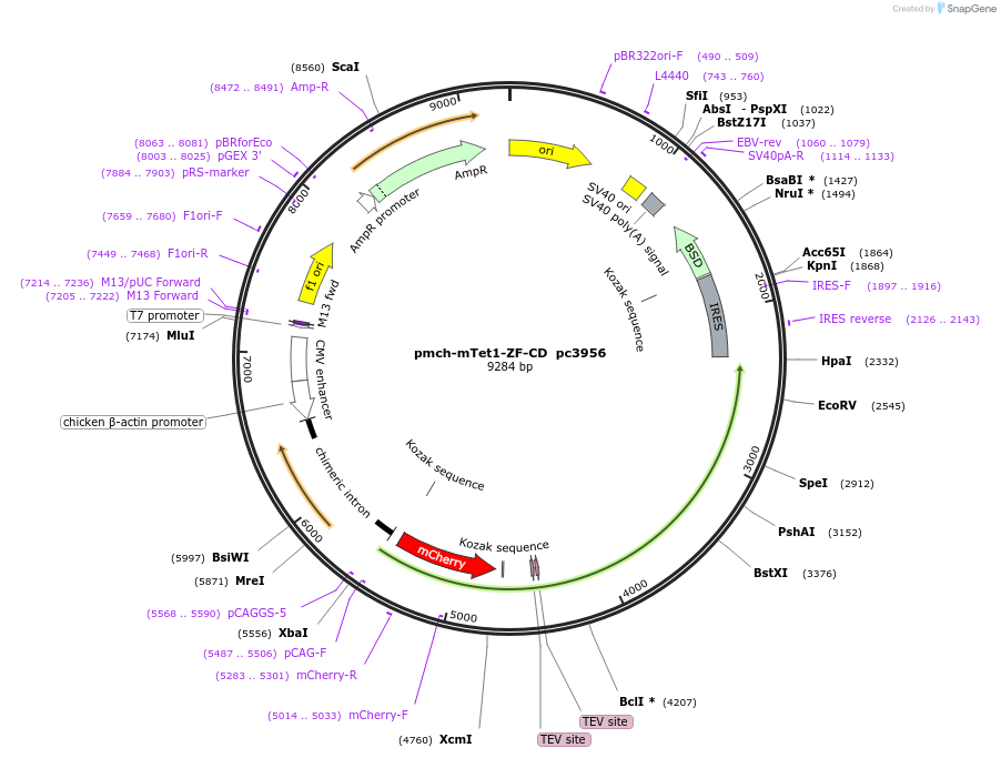 201709-plasmid-map-sequence-id-436300