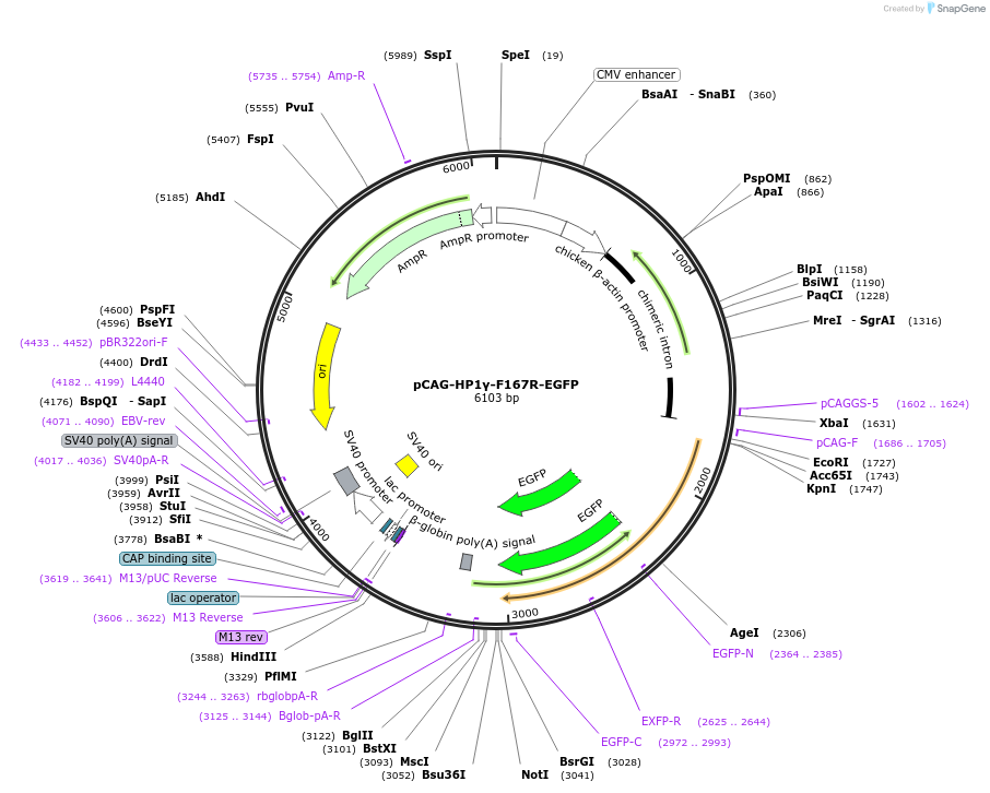 179930-plasmid-map-sequence-id-436305