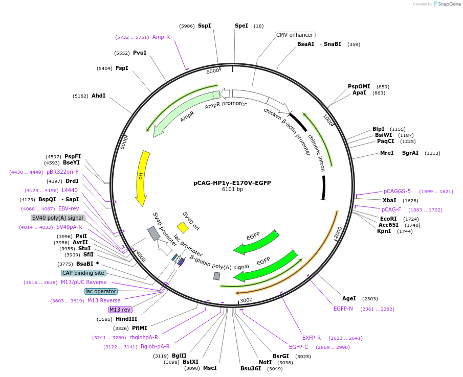 179931-plasmid-map-sequence-id-436306