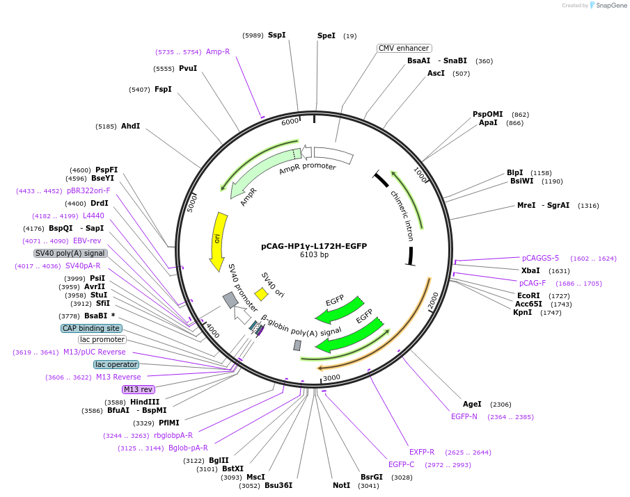 179932-plasmid-map-sequence-id-436307