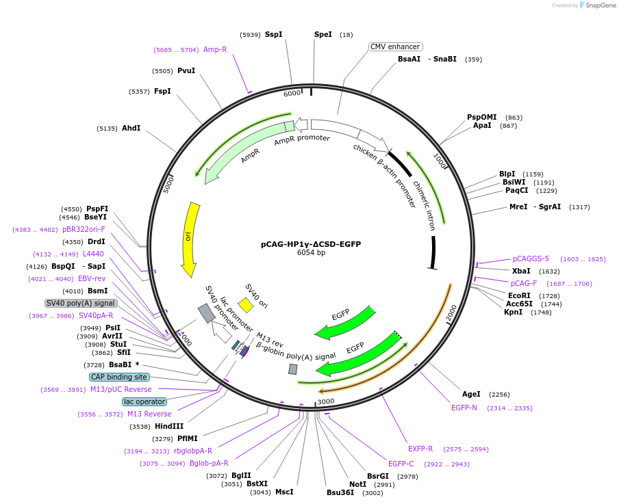 179934-plasmid-map-sequence-id-436309