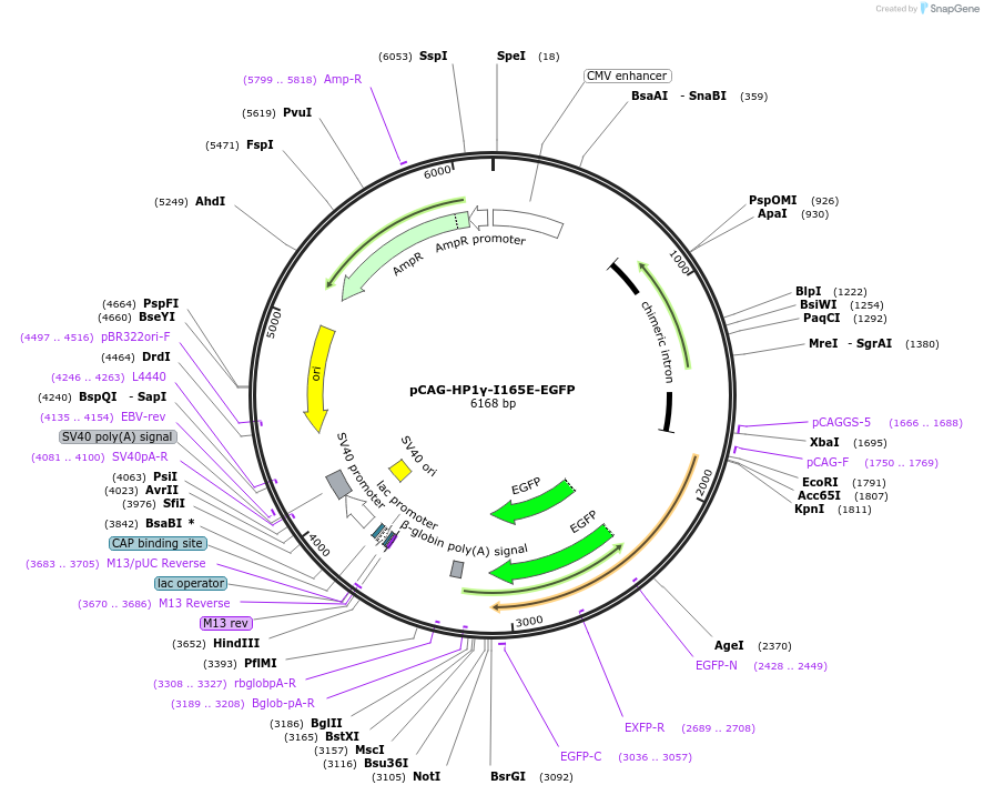 179929-plasmid-map-sequence-id-436310