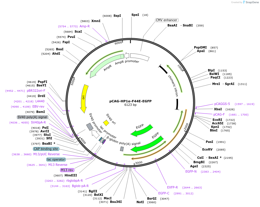 179936-plasmid-map-sequence-id-436311