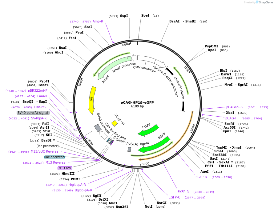179925-plasmid-map-sequence-id-436313