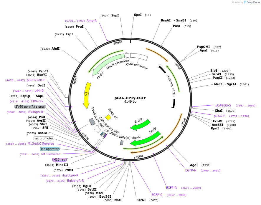 179926-plasmid-map-sequence-id-436315