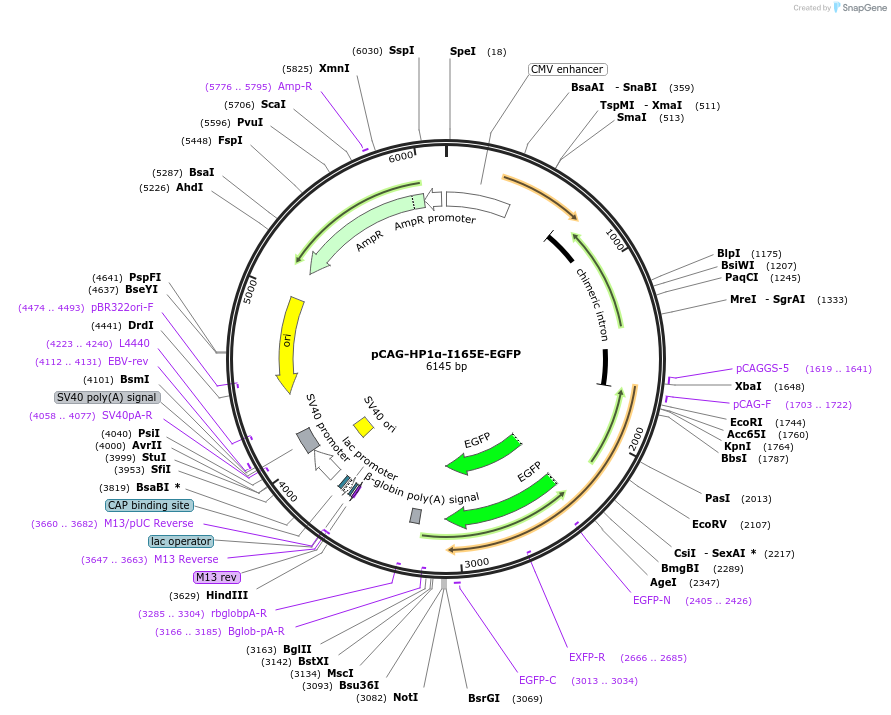 179937-plasmid-map-sequence-id-436318