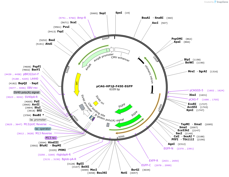 179938-plasmid-map-sequence-id-436320