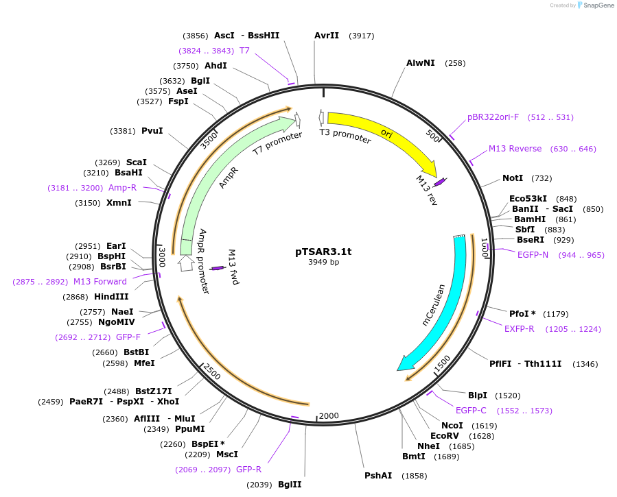 210254-plasmid-map-sequence-id-436322