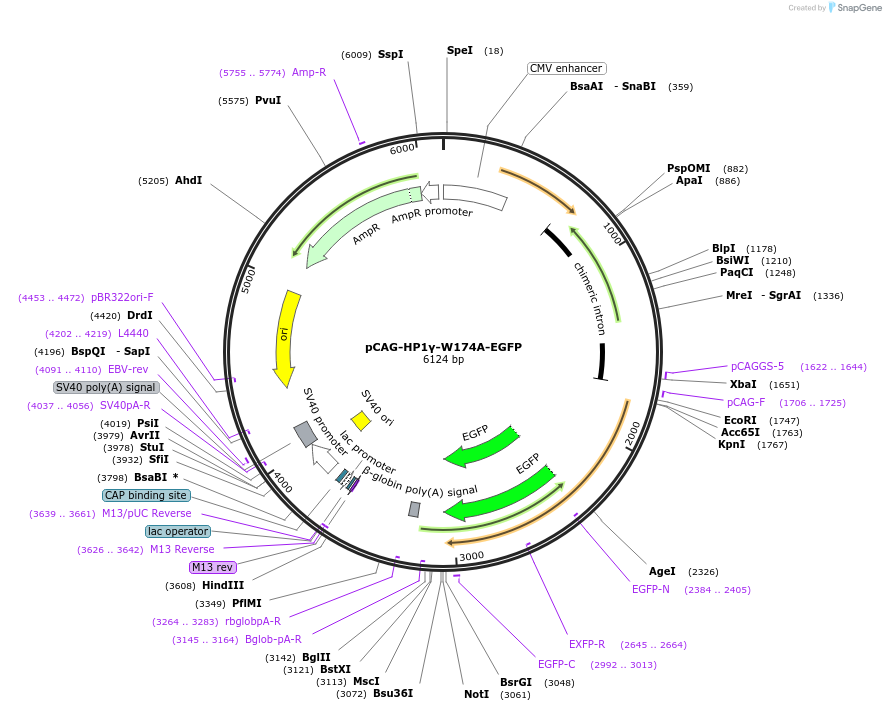 179933-plasmid-map-sequence-id-436323