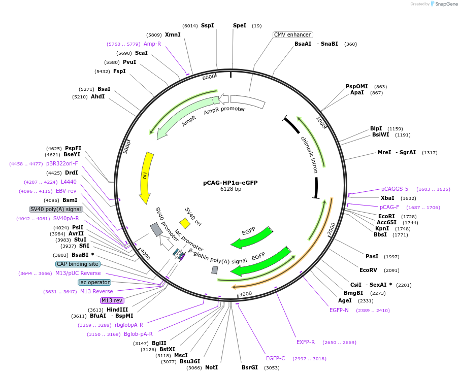 179924-plasmid-map-sequence-id-436344