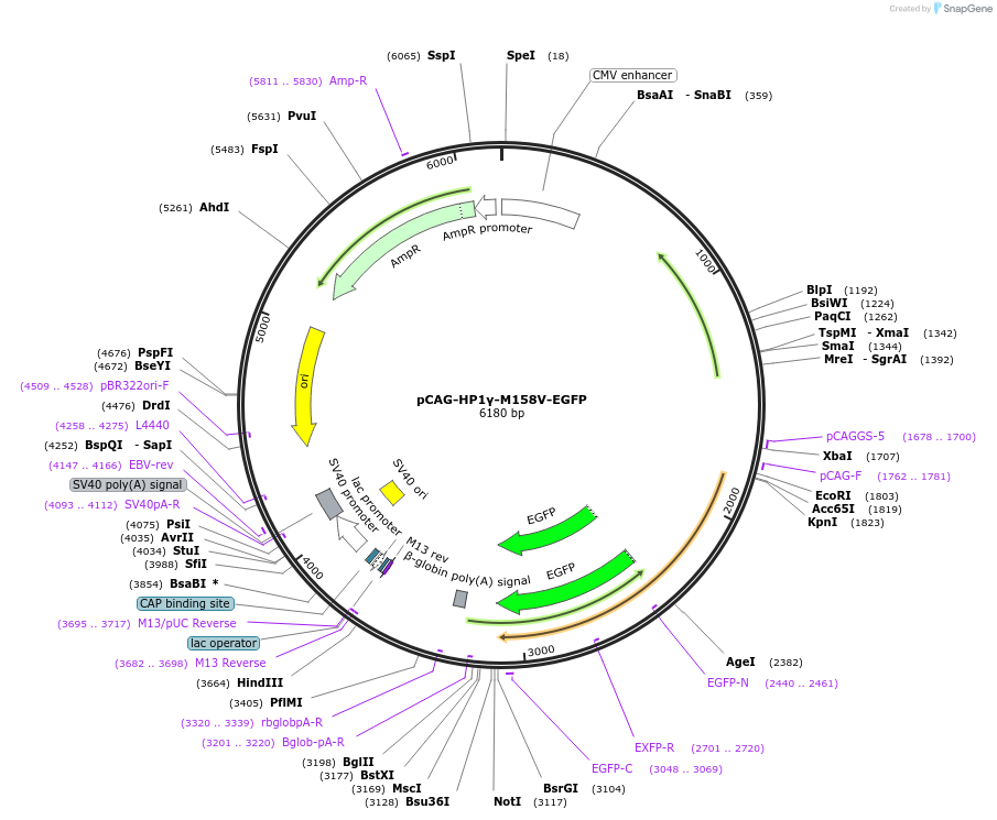 179927-plasmid-map-sequence-id-436345