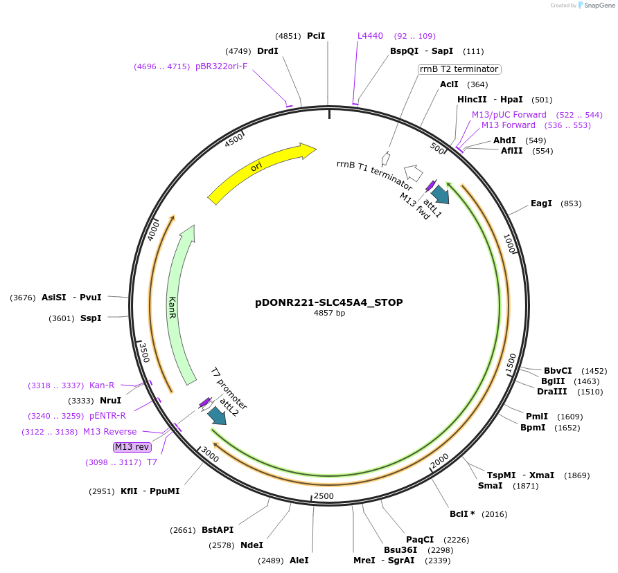 161345-plasmid-map-sequence-id-436371