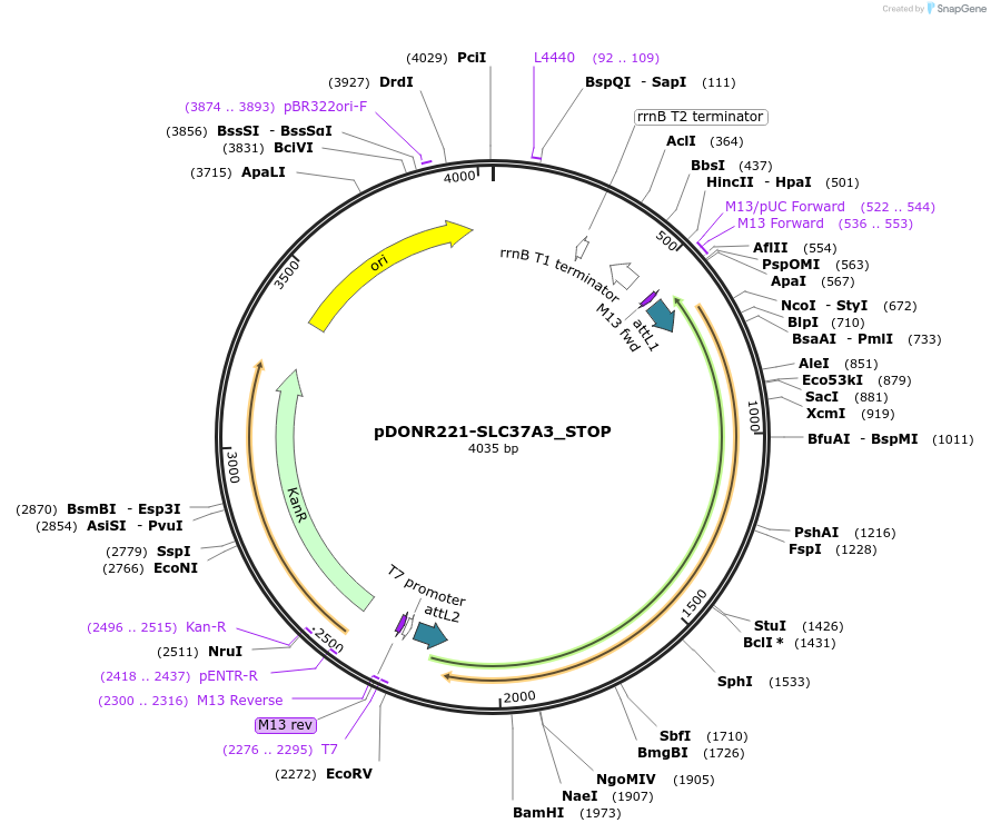 161273-plasmid-map-sequence-id-436372