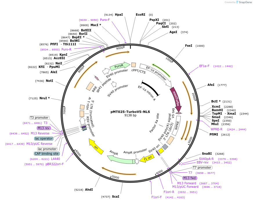 218813-plasmid-map-sequence-id-436374