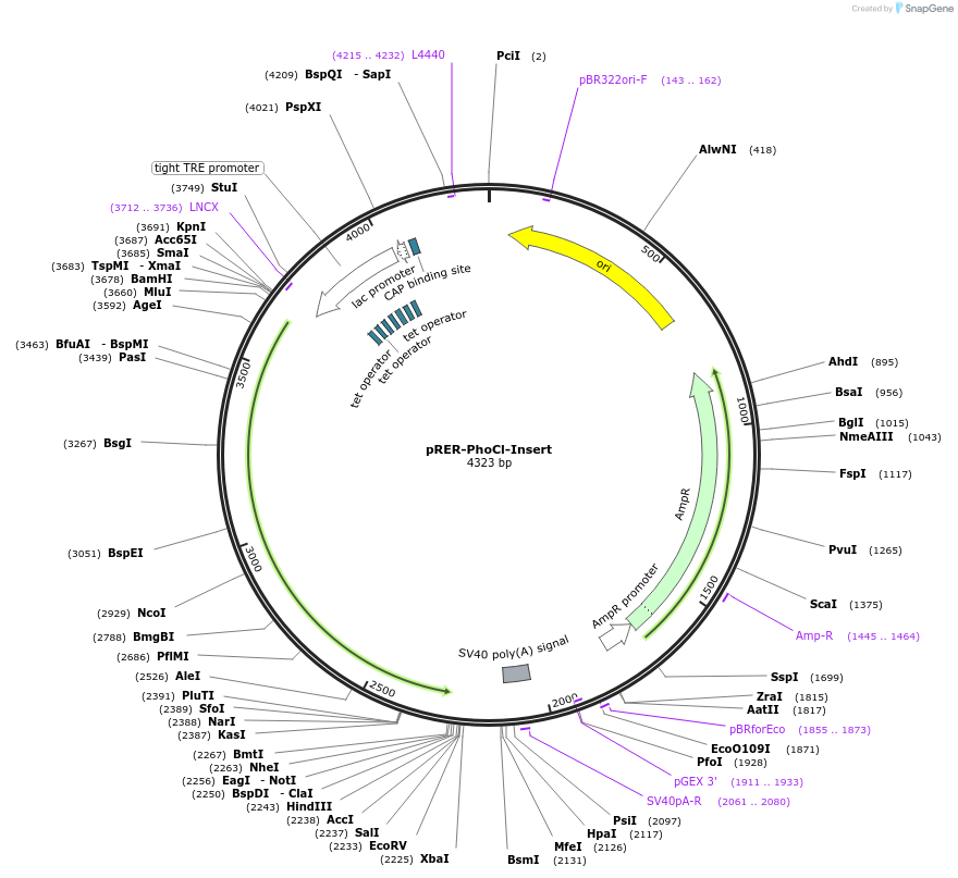 219675-plasmid-map-sequence-id-436378