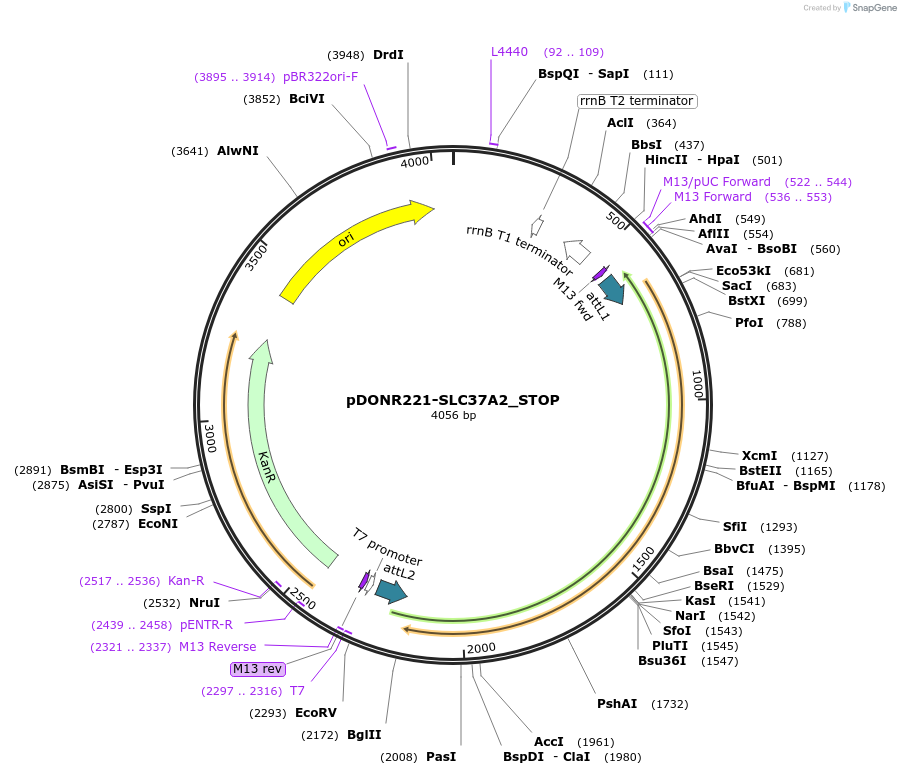 161285-plasmid-map-sequence-id-436379