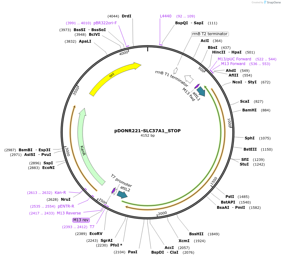 161297-plasmid-map-sequence-id-436380