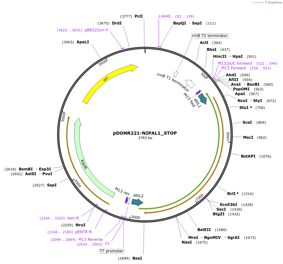 161433-plasmid-map-sequence-id-436381