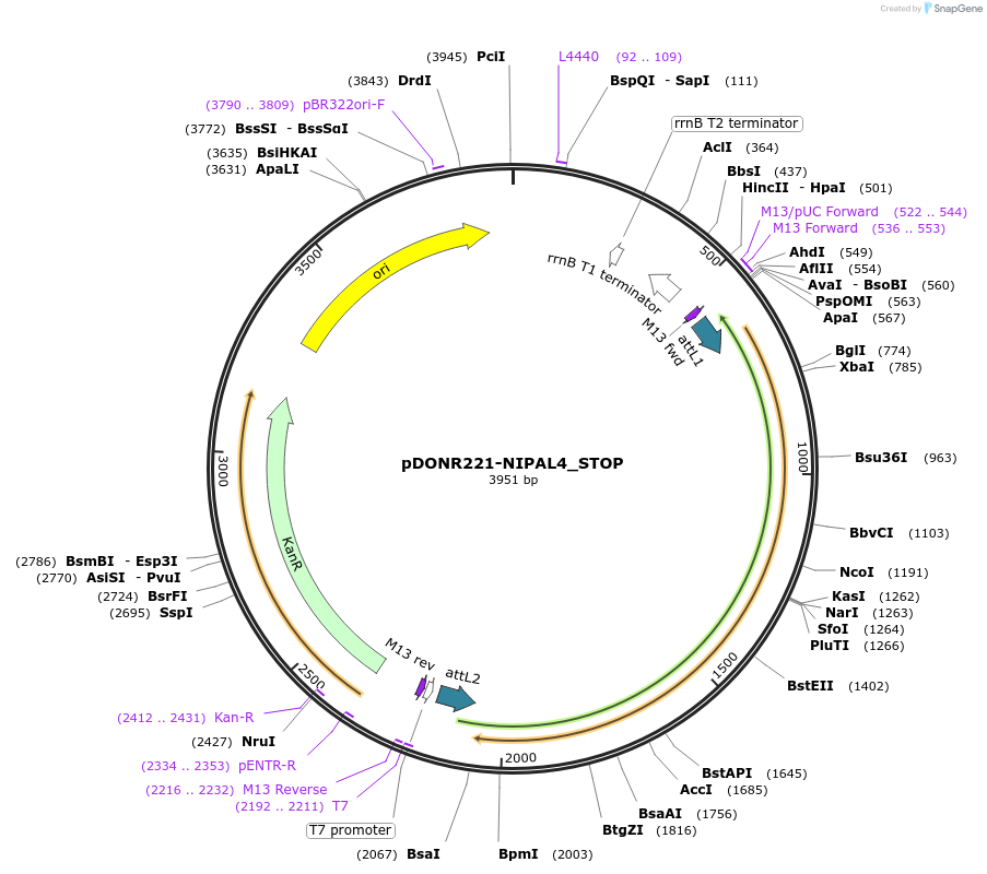 161437-plasmid-map-sequence-id-436384