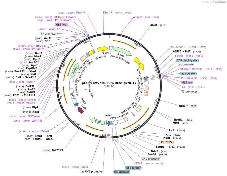 17293-plasmid-map-sequence-id-436399