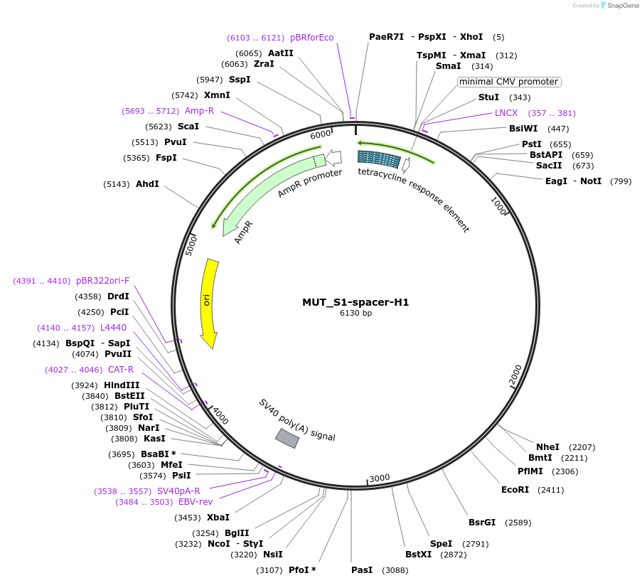 218399-plasmid-map-sequence-id-436404
