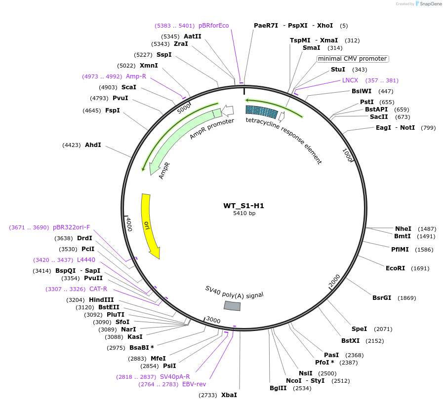 218392-plasmid-map-sequence-id-436407