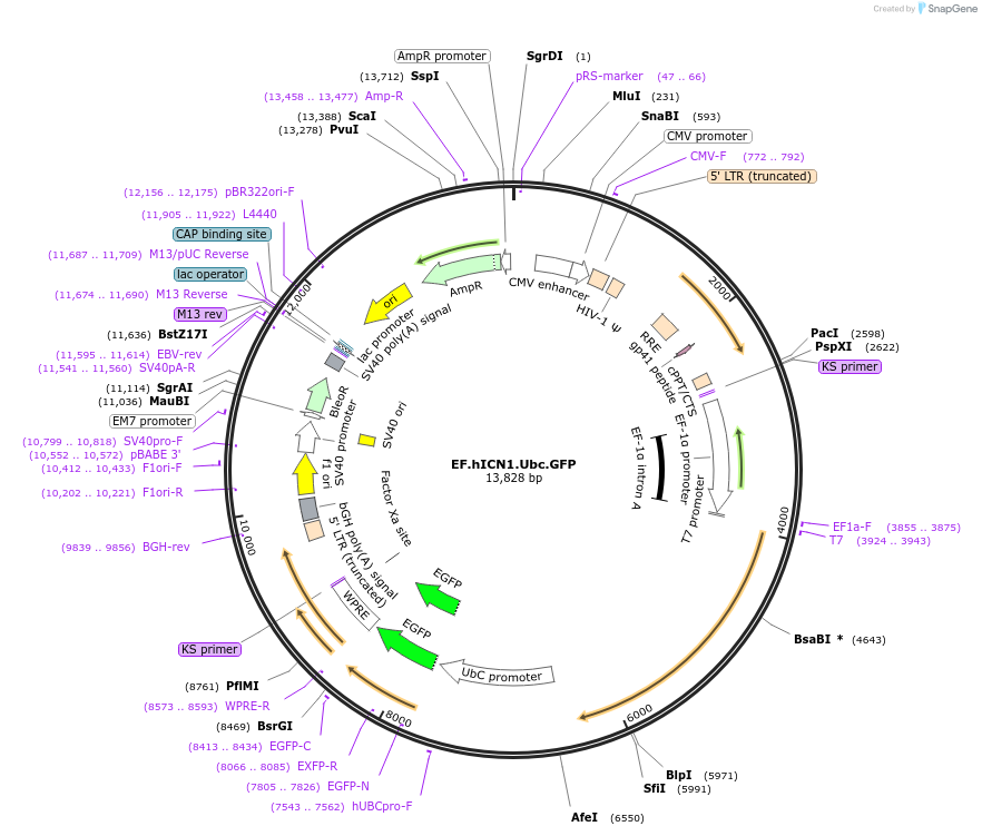 17626-plasmid-map-sequence-id-436408