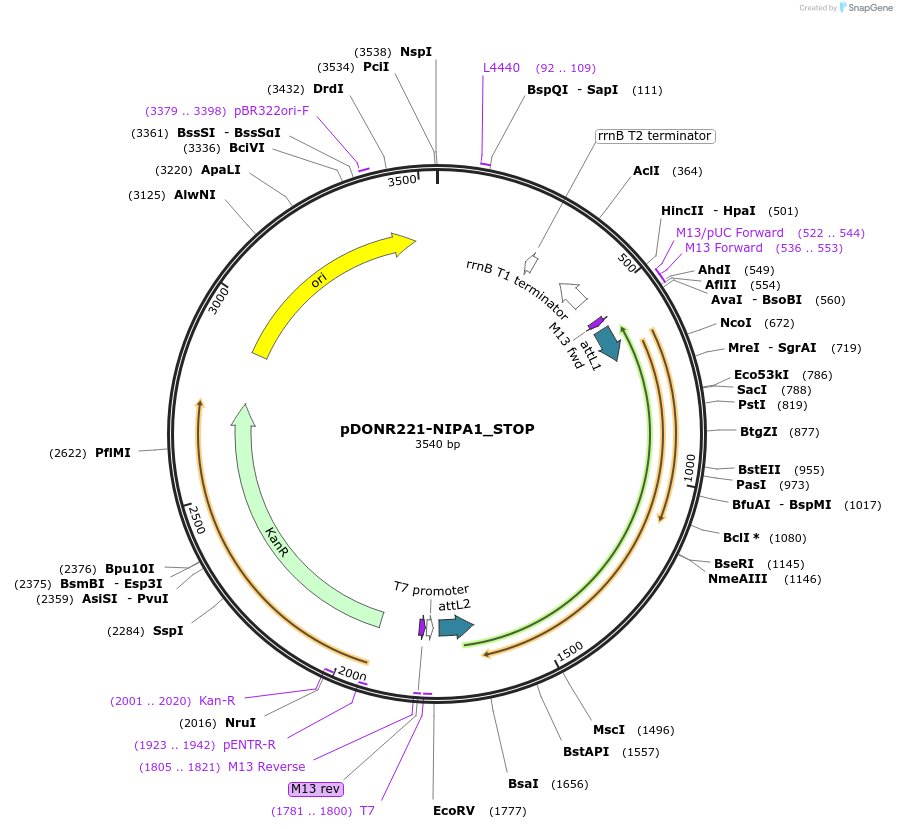 161476-plasmid-map-sequence-id-436410