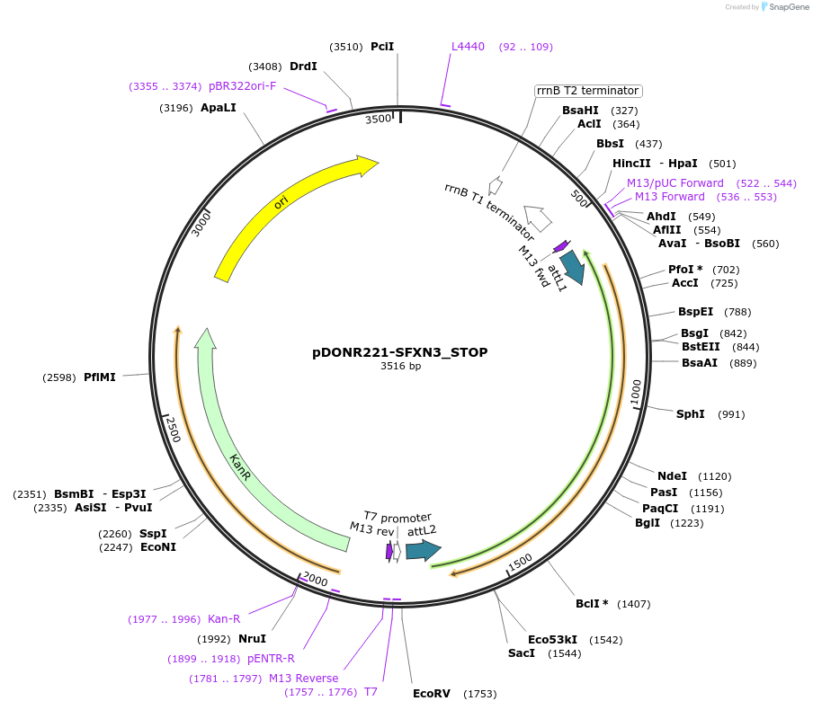 161434-plasmid-map-sequence-id-436415