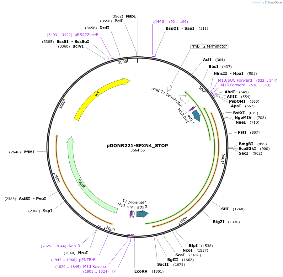 161446-plasmid-map-sequence-id-436418