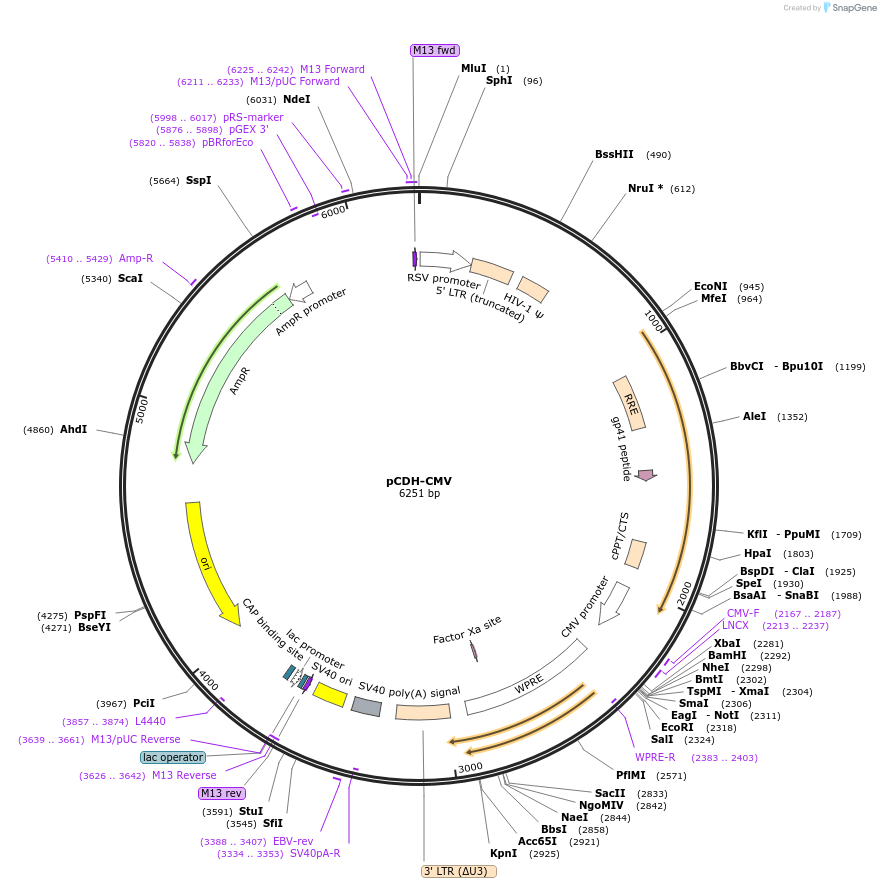 72265-plasmid-map-sequence-id-436455