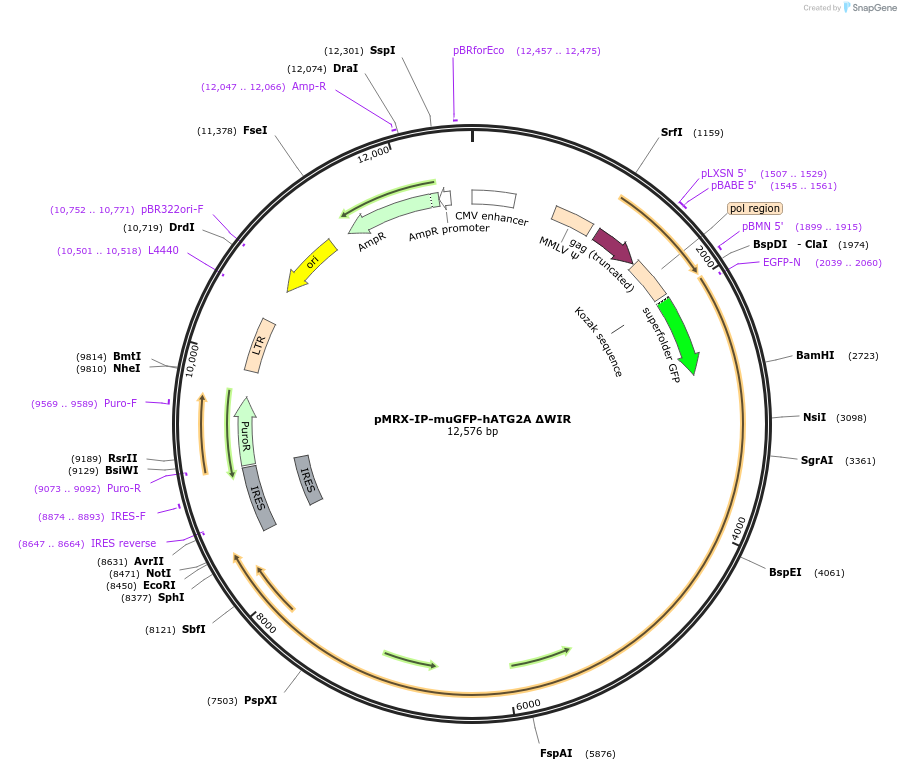 215507-plasmid-map-sequence-id-436477