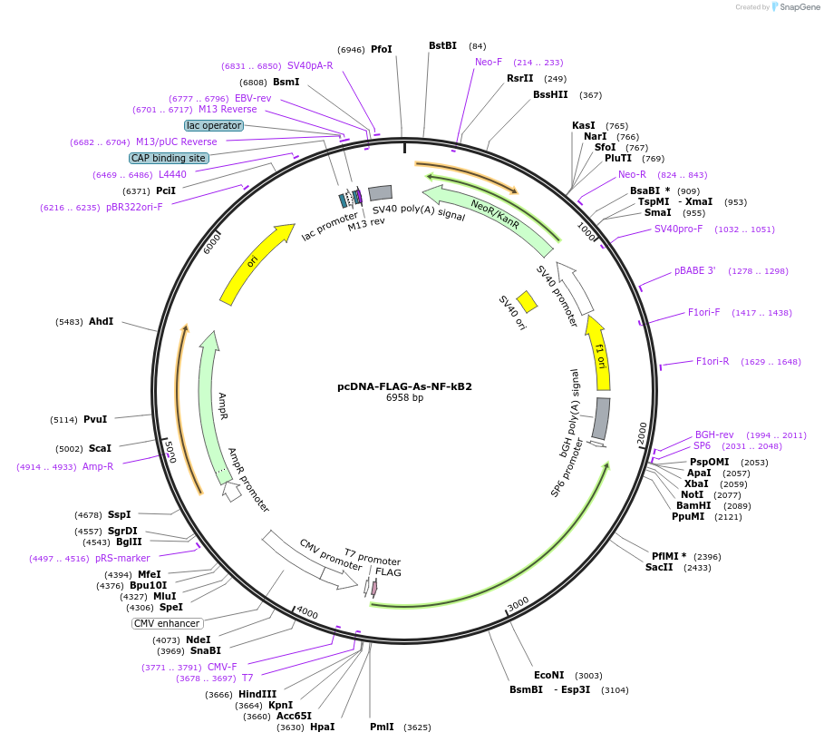 180201-plasmid-map-sequence-id-436488