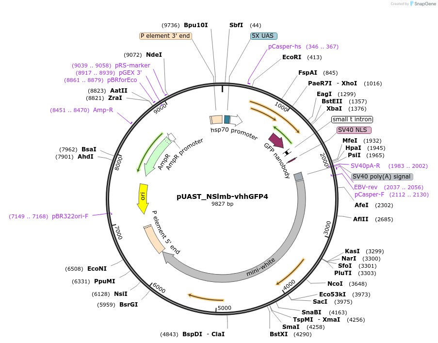 35575-plasmid-map-sequence-id-43652