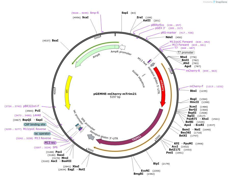 105522-plasmid-map-sequence-id-436520