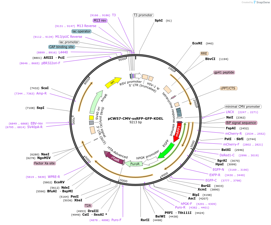 128257-plasmid-map-sequence-id-436569