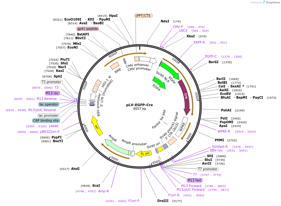 86805-plasmid-map-sequence-id-436570