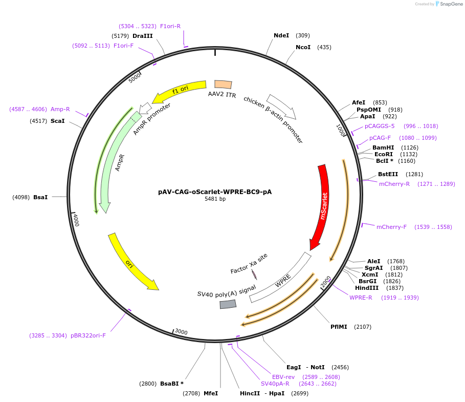220773-plasmid-map-sequence-id-436574